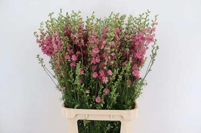 <h4>CONS R Q ROSE 100CM</h4>