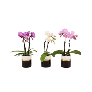 Dolomite Horizon Black Tiny Dolls Mix 2T10+ Aqu@