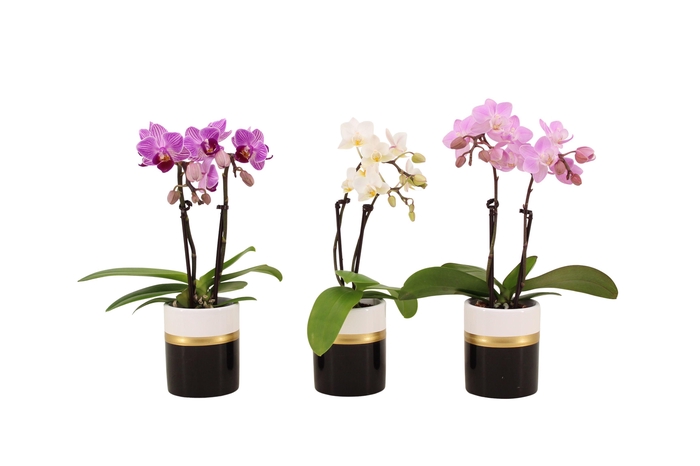 <h4>Dolomite Horizon Black Tiny Dolls Mix 2T10+ Aqu@</h4>