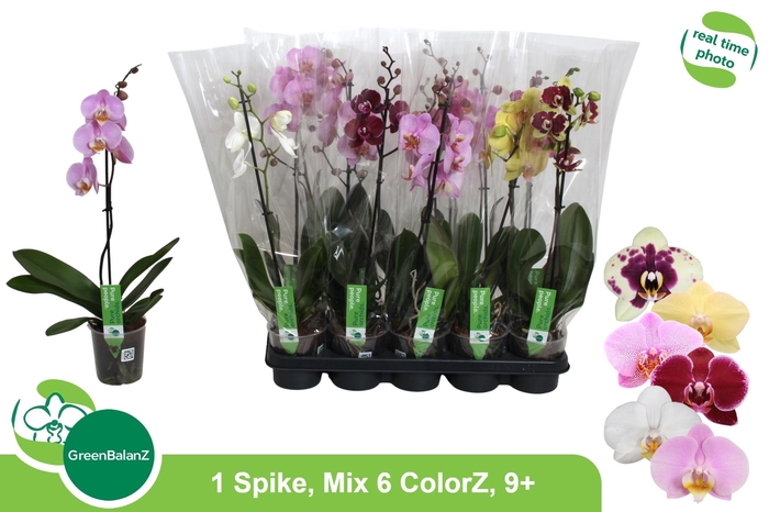 <h4>PHAL GEM 6 KL</h4>