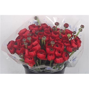 Ran... Su Tango Super X50