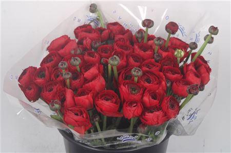 Ran... Su Tango Super X50