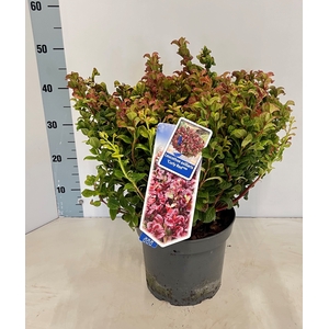 LEUCOT AX CURLY RED