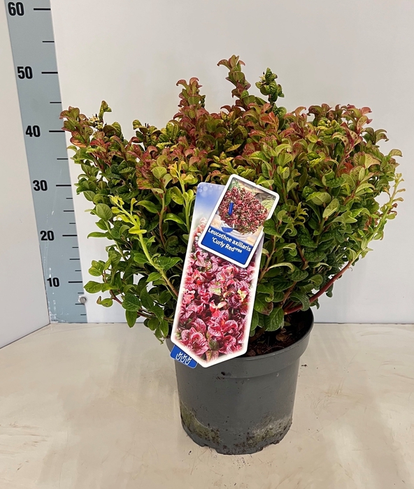 <h4>LEUCOT AX CURLY RED</h4>