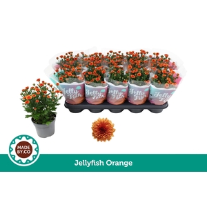 Chrysant Jellyfish Orange