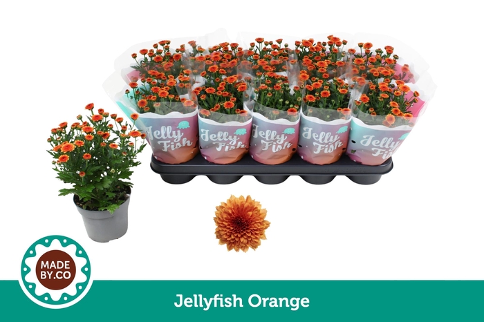 <h4>Chrysant Jellyfish Orange</h4>