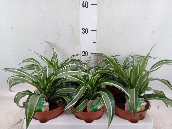 <h4>Dracaena frag. 'Kanzi'</h4>