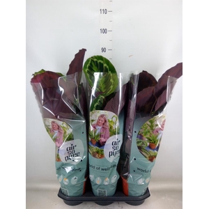 Calathea  'Medallion'