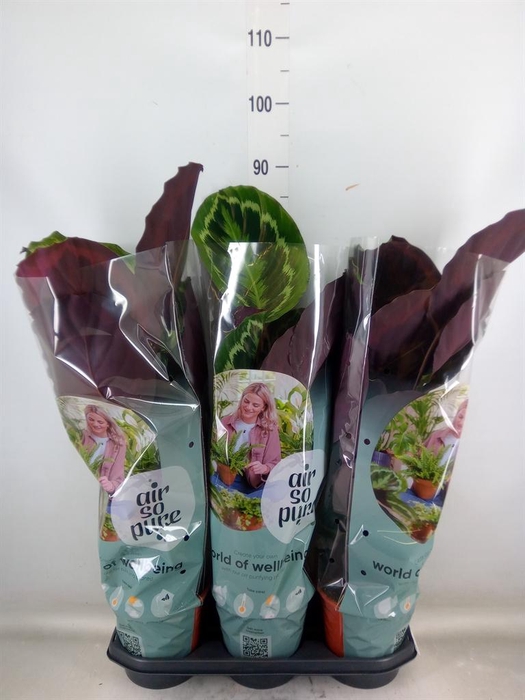 <h4>Calathea  'Medallion'</h4>