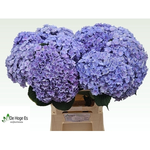 Hydrangea 'Beautensia Luxor Blue' 20cm