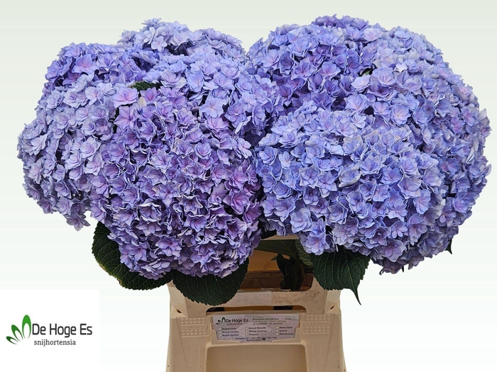 <h4>HYDRANGEA  'BEAUTENSIA LUXOR BLUE'</h4>