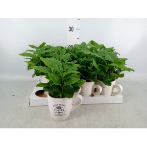 Coffea arabica