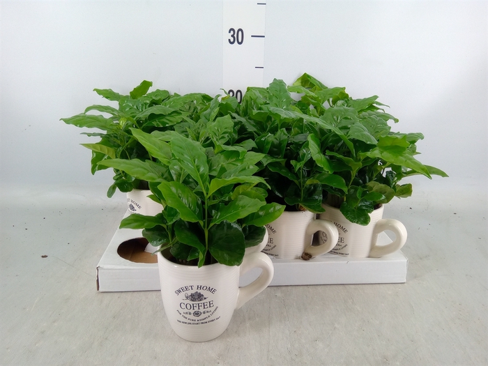 <h4>Coffea arabica</h4>