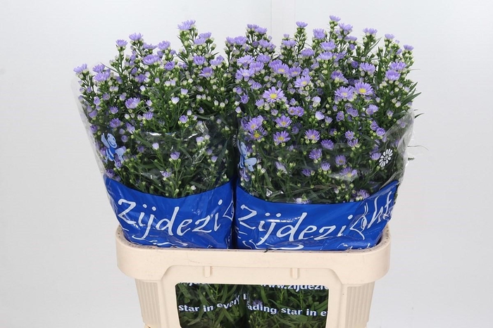 <h4>Aster Cassandra</h4>