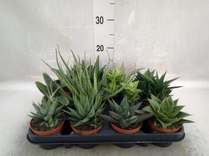 <h4>Aloe   ...mix</h4>