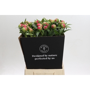 Paeonia Coral Charm