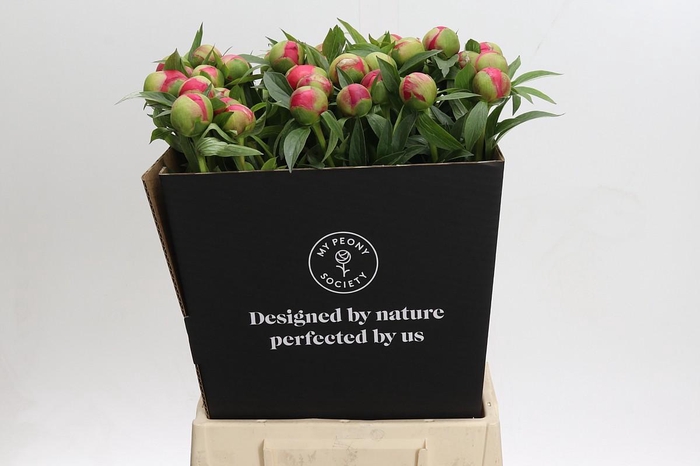 <h4>Paeonia Coral Charm</h4>