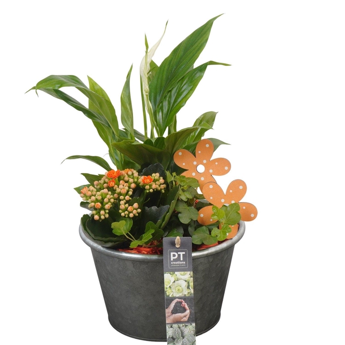<h4>Arr.   Planten L%</h4>