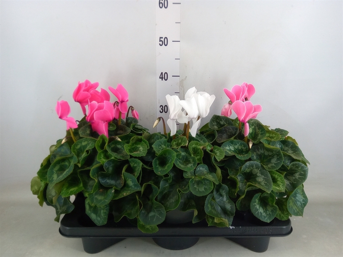 <h4>Cyclamen GR 'Mammoth'</h4>
