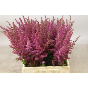 Astilbe Maggie Daley