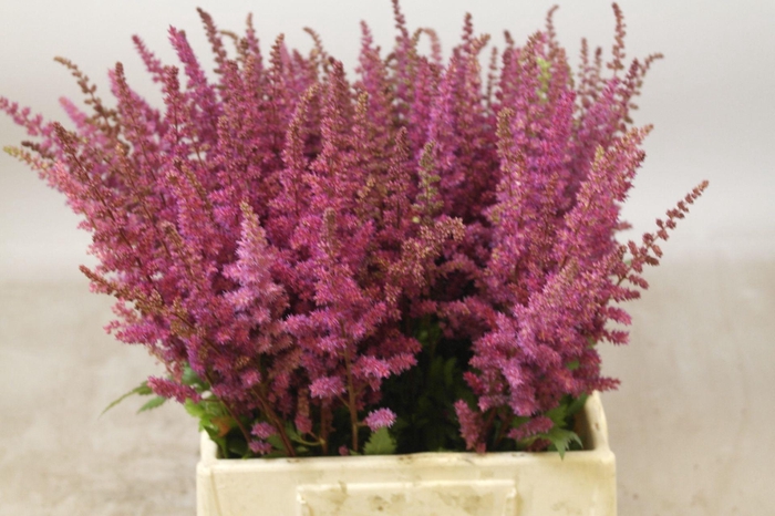<h4>Astilbe Maggie Daley</h4>