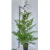 Cupr Leylandii Ov