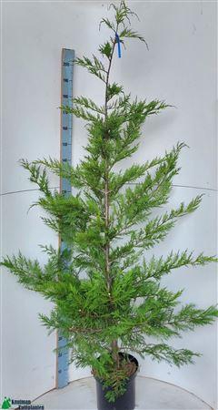 Cupr Leylandii Ov