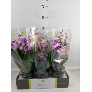 Phalaenopsis   ...rose