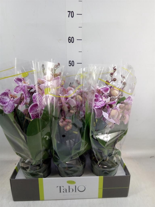 <h4>Phalaenopsis ...rose</h4>