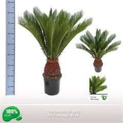 <h4>Cycas revoluta</h4>