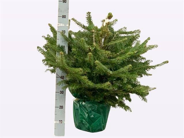 <h4>Abies nordman.</h4>