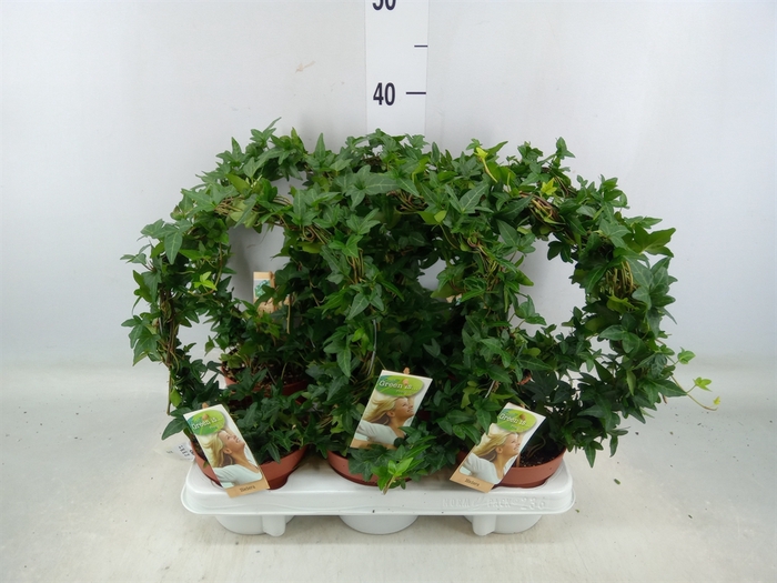 <h4>Hedera   ...green leafed</h4>