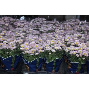 CRISANTEMO MINI P11 ROSA