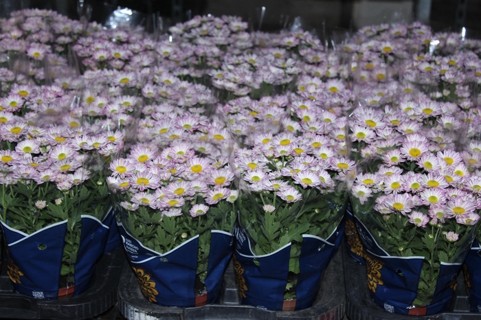 <h4>CRISANTEMO MINI P11 ROSA</h4>