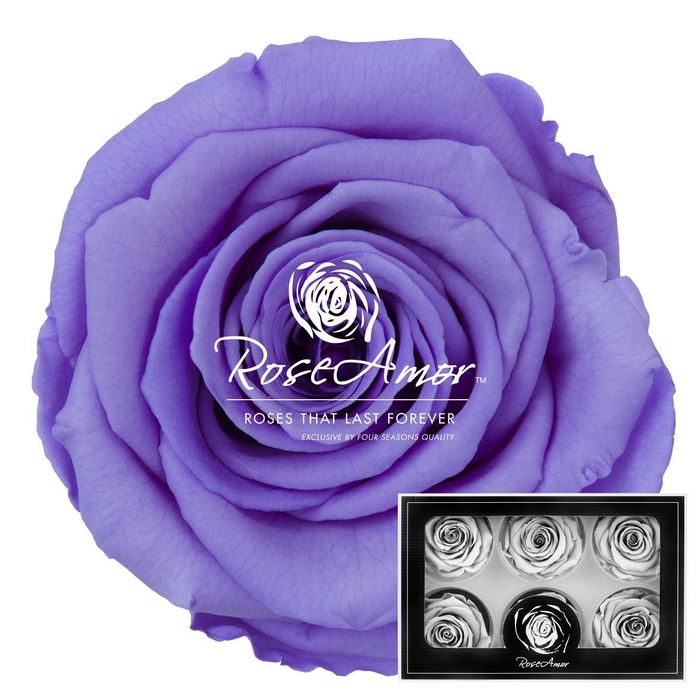 <h4>Lplus Vio01</h4>