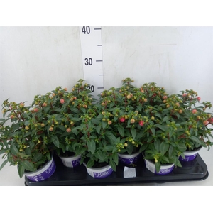 Fuchsia  'Bella Fuchsia Sacha'