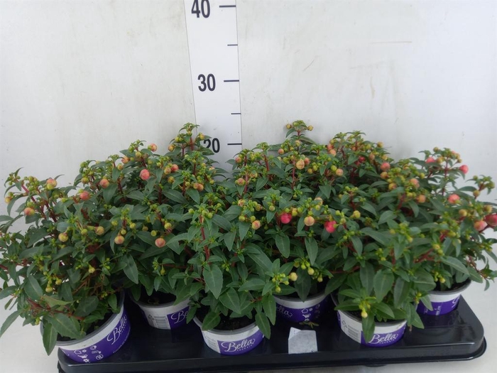 <h4>Fuchsia  'Bella Fuchsia Sacha'</h4>