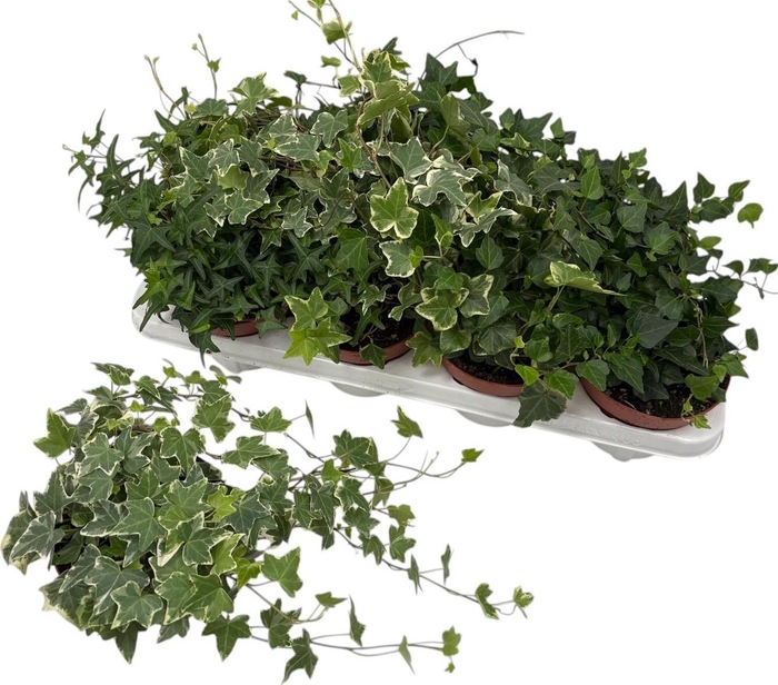 <h4>HED HE GEM 3 SRT</h4>