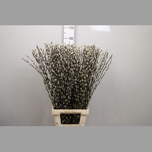 Salix Ca Snow Flake