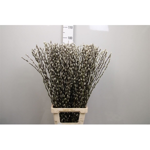 Salix Ca Snow Flake