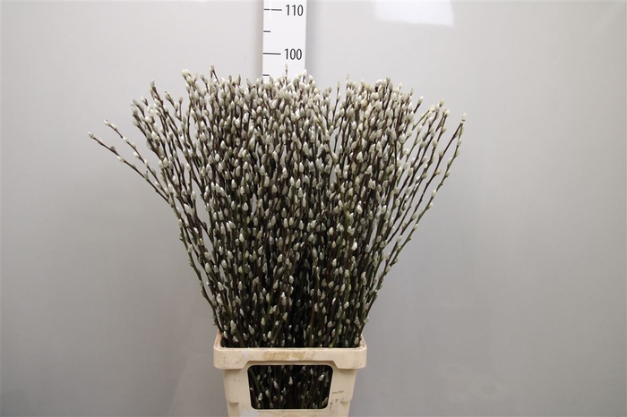 <h4>Salix Ca Snow Flake</h4>