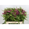 Asclepias Incarnata Soulmate