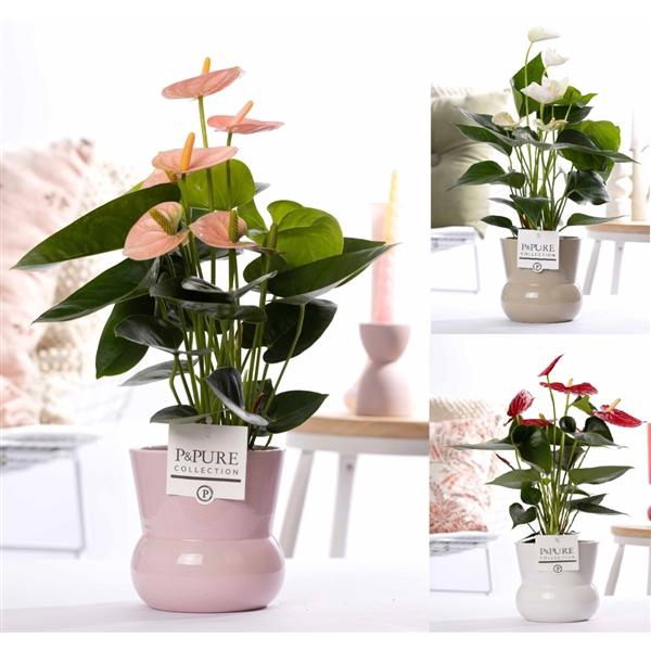 <h4>Anthurium mix in P&PURE Plant Vase Maxima ass. 3</h4>