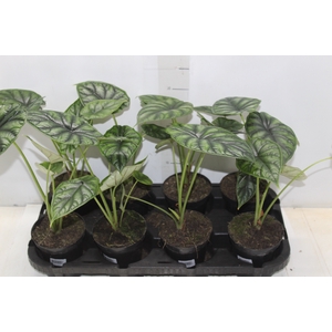 ALOCASIA DRAGON SCALE P12