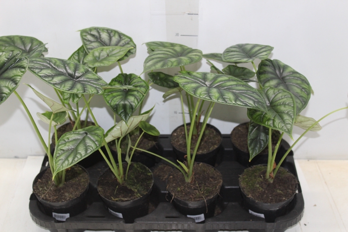 ALOCASIA DRAGON SCALE P12