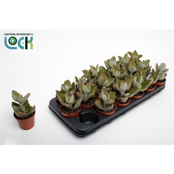 <h4>Kalanchoe Beharensis Dark</h4>