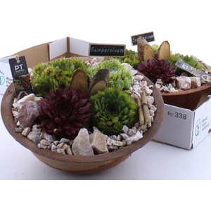 ARR SEMPERVIVUM