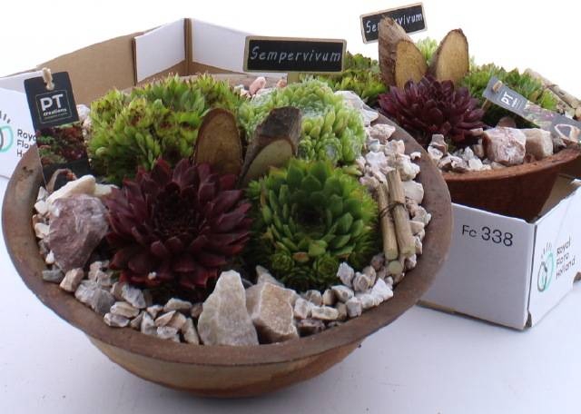 <h4>ARR SEMPERVIVUM</h4>