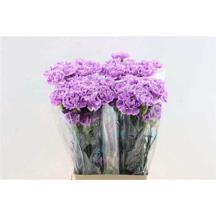 <h4>Di St Florigene Moonaqua</h4>