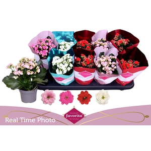 KAL GE PERF GEM 4 KL